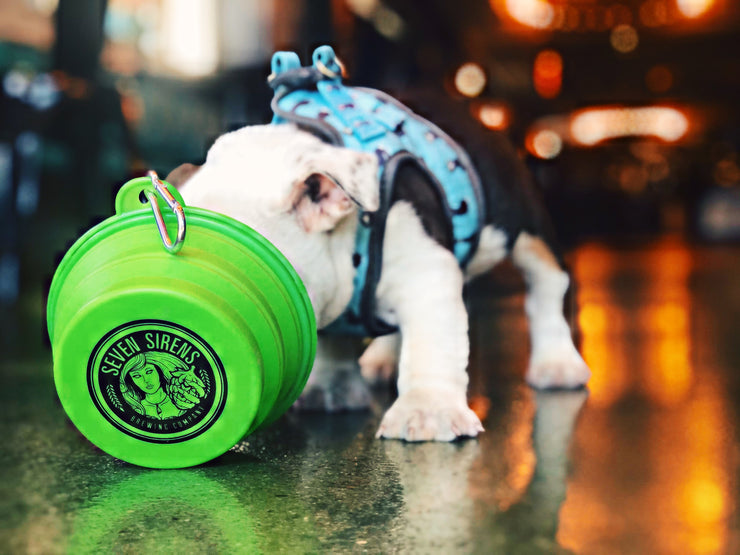 Collapsible dog bowl